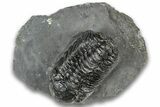 Bargain, Austerops Trilobite - Ofaten, Morocco #323719-3